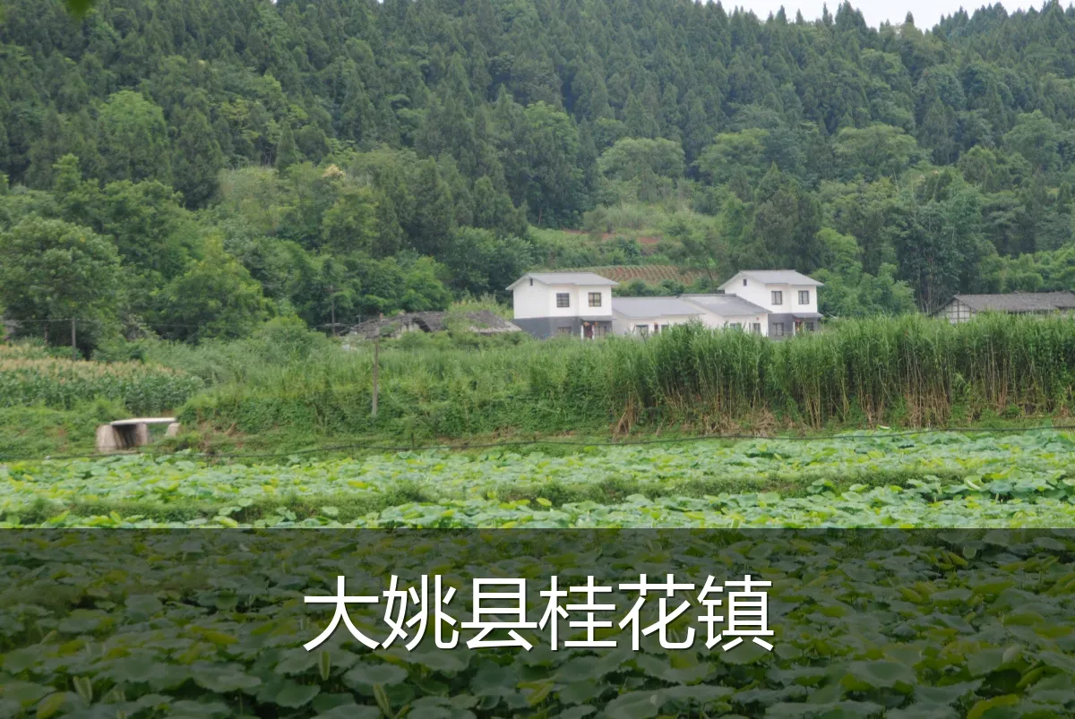 大姚县桂花镇