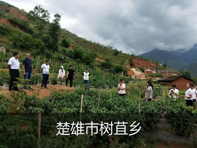楚雄市树苴乡